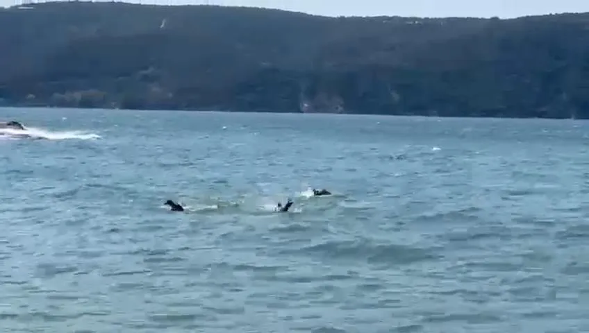 Beykoz