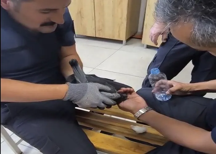 Klima boşluğunda mahsur kalan güvercini itfaiye kurtardı