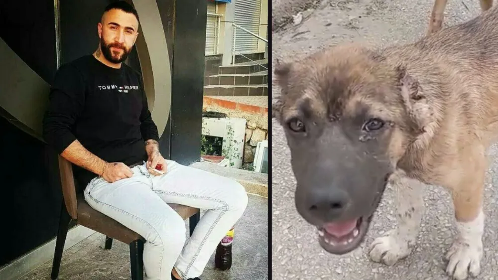 Köpeğin kulağını kesip, işkence yapmıştı ; Tutuklandı