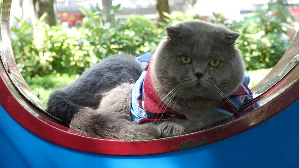 Fanatik kedi ‘Tom’a maç izlemek için stadyuma vize