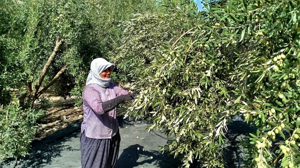 Mersin’de zeytin rekoltesi düştü